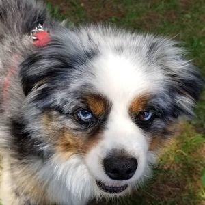 Meet your Posher, Lucy